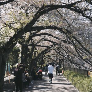 Golden Route Japan + Harry Potter 6D5N